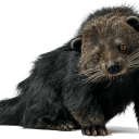 binturong-of-the-day avatar