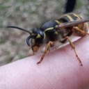 biodiversity-is-cool avatar