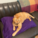 biohazardousbitch avatar