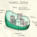 bioillustrations avatar