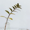 biolifeorganization avatar