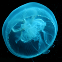 bioluminescentjellyfish avatar