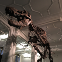 bionicpeaches avatar