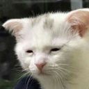 bioshook-wynand avatar