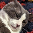 biospark-is-cringe avatar