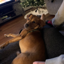 biploar-thoughts-from-bg avatar