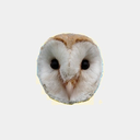 bipolarowls avatar