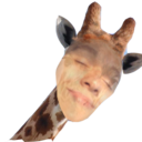 bippity-boppity-bang-u avatar