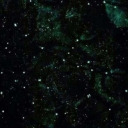 bippity-boppity-boop avatar