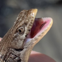 bippusmymippus avatar