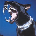 biracialbradpitt avatar