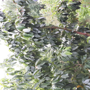 biravucturkkahvesi avatar