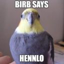 birb-identification-offical avatar