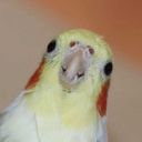 birbfreak avatar