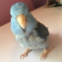 birbi-boi avatar