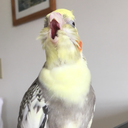 birbmania avatar