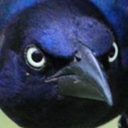 birbobirbums avatar