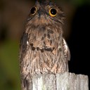 birbs-are-cool-blog avatar