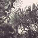 birbs-in-space avatar