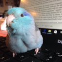 birbs2 avatar