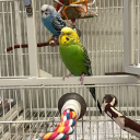 birbsandbuddys avatar