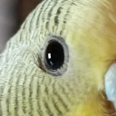 birbsgivemelife avatar