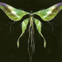 birchsapfaerie avatar