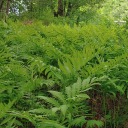 birchwood-path avatar