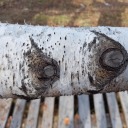 birchwoodpurgatory avatar