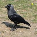 bird-doctor-with-a-shoe avatar