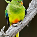 bird-fix-blog avatar