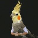 bird-icon avatar