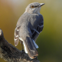 bird-identifier avatar