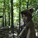 bird-machines avatar