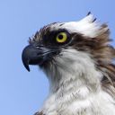 bird-of-the-day avatar