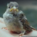 birdback-blog avatar