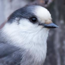 birdbrain-embry avatar