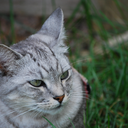 birdbrain124k avatar