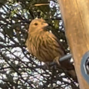 birdbrainedii avatar