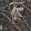 birdbrainoblivion avatar