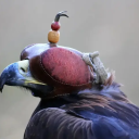 birdbutchcloaca avatar