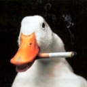 birddegreeburns avatar