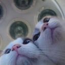 birdelisitare avatar