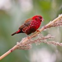 birdey-ttunes347 avatar