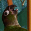 birdfeets avatar