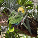 birdie-offical avatar