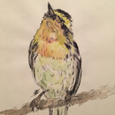 birdie-studies avatar