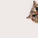 birdilekhakki avatar