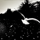 birdmanhexiong avatar