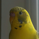 birdofyellow avatar